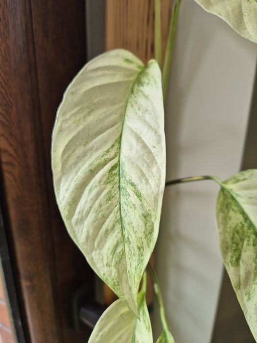 Monstera Laniata Mint