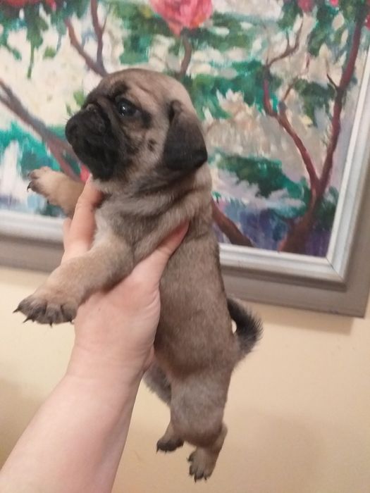 Улюблені мордочки