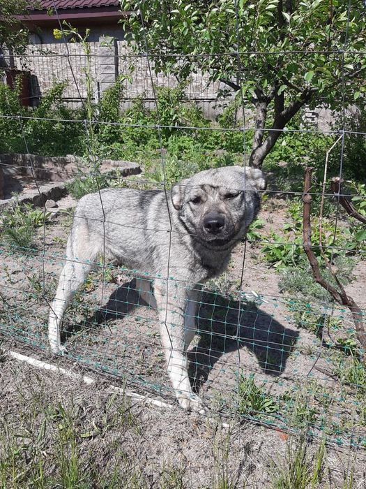 Віддамо в добрі руки собачку