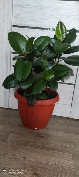 Фикус эластик  крупное растение