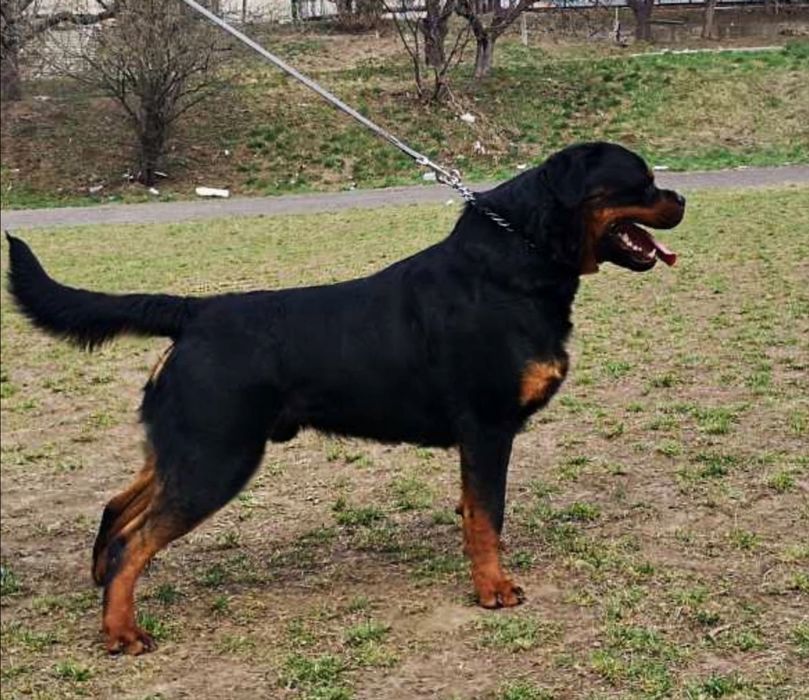 Кобель для в'язки