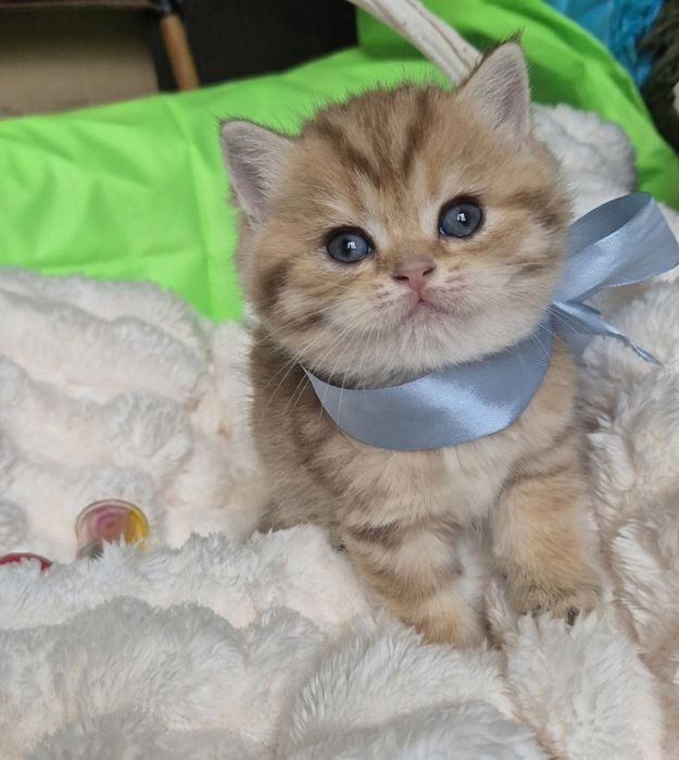 Ексклюзивні кошенята в золотій шубці !!!
