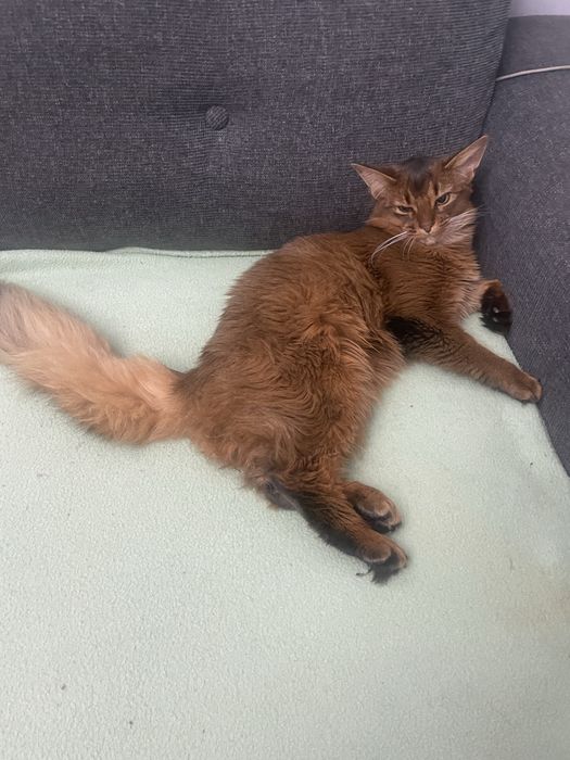 Сомалійська кішка