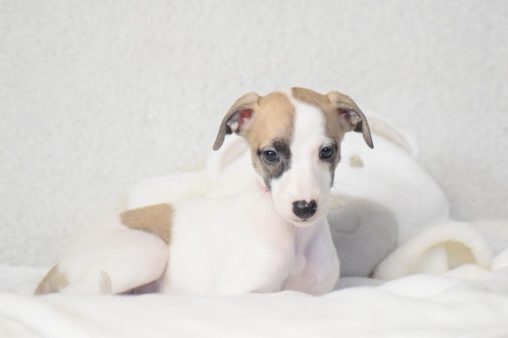 Whippet Chart Angielski ZKwP/FCI