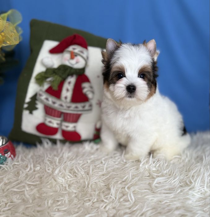 Бівер тер’єр хлопчик