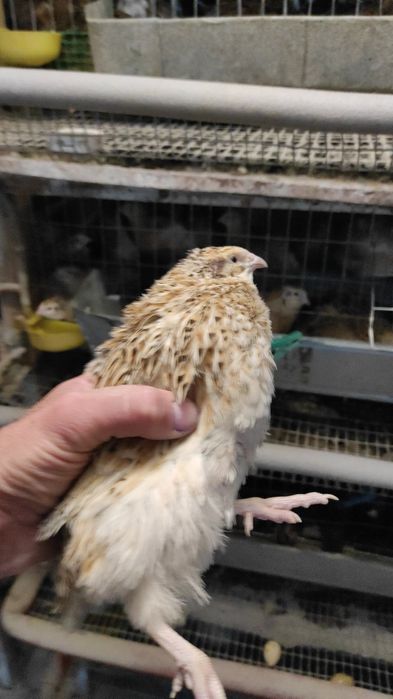 Перепел Техас та Фенікс.