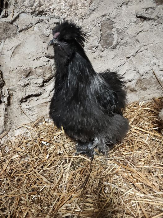 Koguty silki zmienią dom