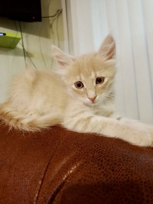 Котята ищут семьи / кошенята шукають родини