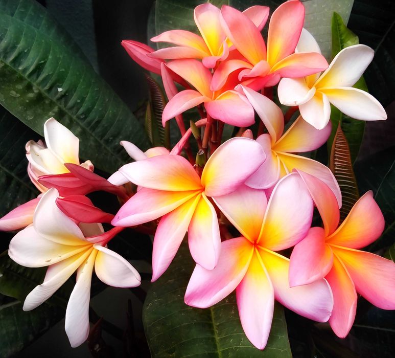 Poda de Jasmim manga ou plumeria.