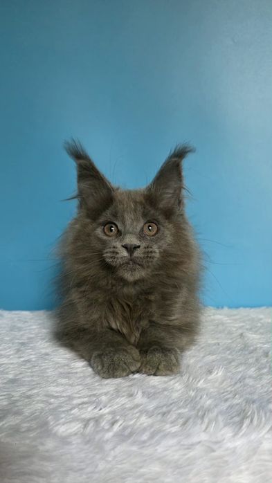 Элитная девочка мейн кун