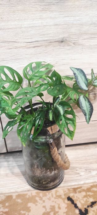 Zestaw roślin, paludarium