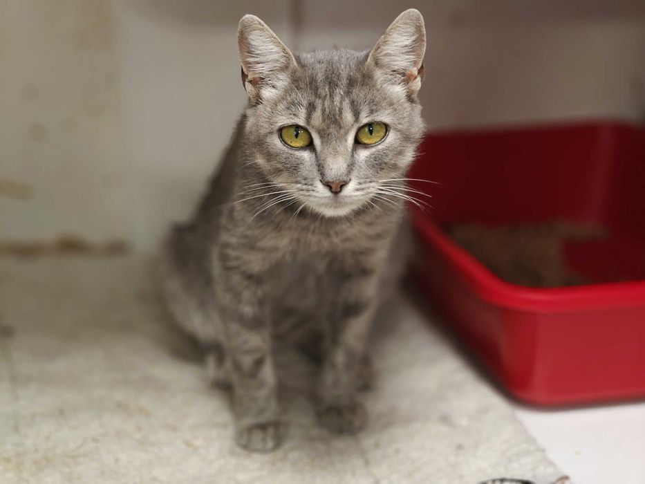 Допоможіть милій кицюні Греї, щоб не довелося їй виживати на вулиці!