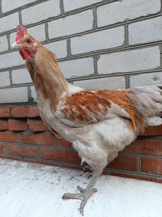 Продам крупных петухов