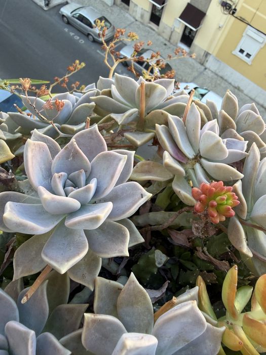 Various Succulents