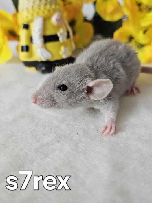 Szczur szczury szczurki