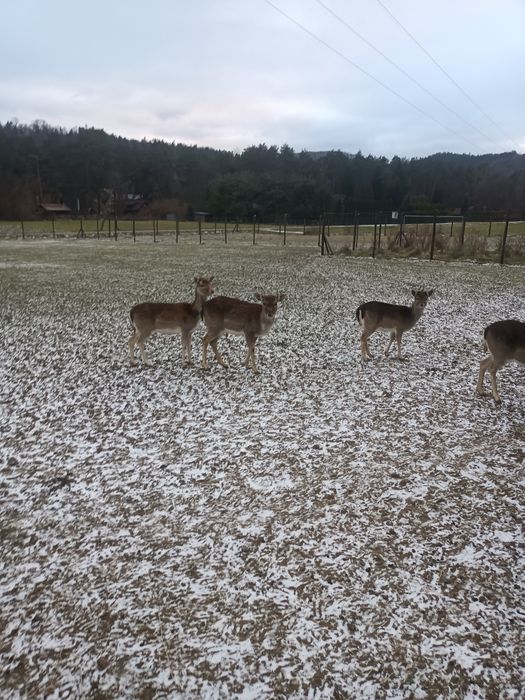 Daniele na sprzedaż