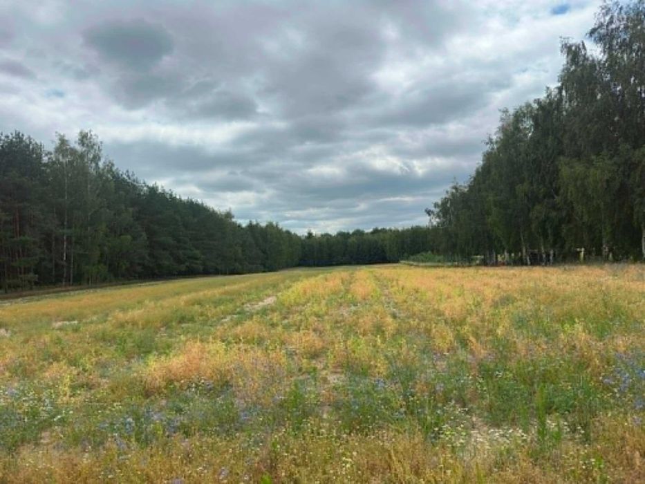 Działka rolna 1,4 ha z lasem (25a) | Szeroki dojazd (farma wiatrowa) | Księżomierz - Widok 2