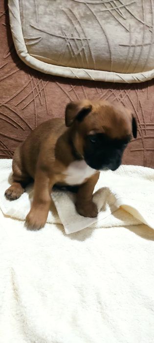 Цуценята французький бульдог