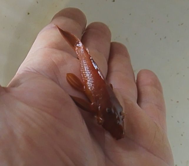 Zbrojnik glonojad czerwony super red ancistrus