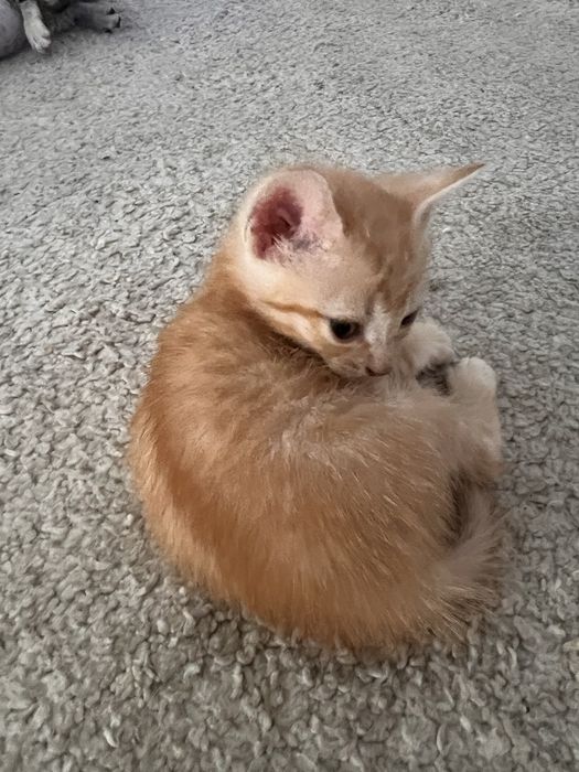 Gatinhos para adopcao
