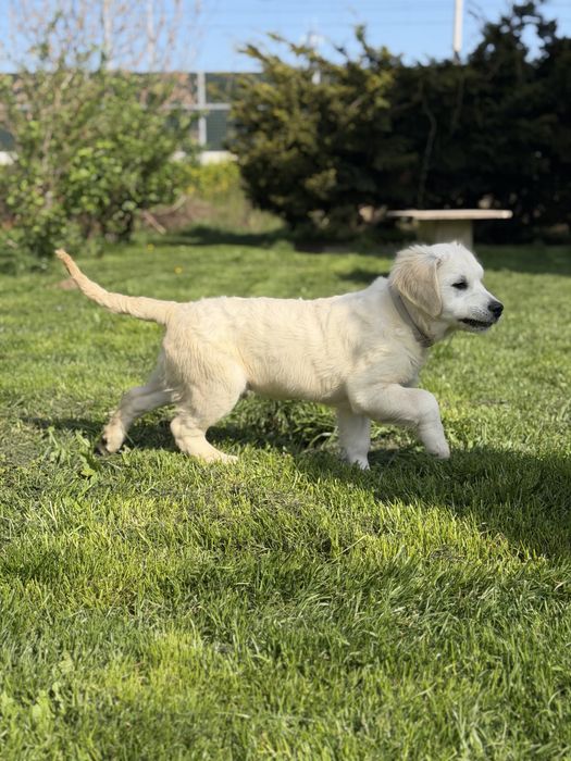 Golden Retriever FCI szczeniak