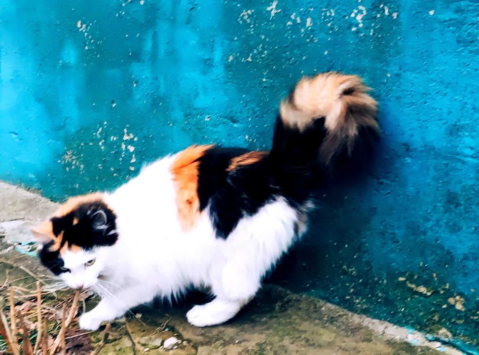 Чудові кошенята для щастя