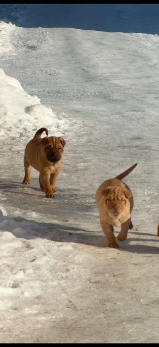 ПРОДАМ! Хлопчики породи Шарпей