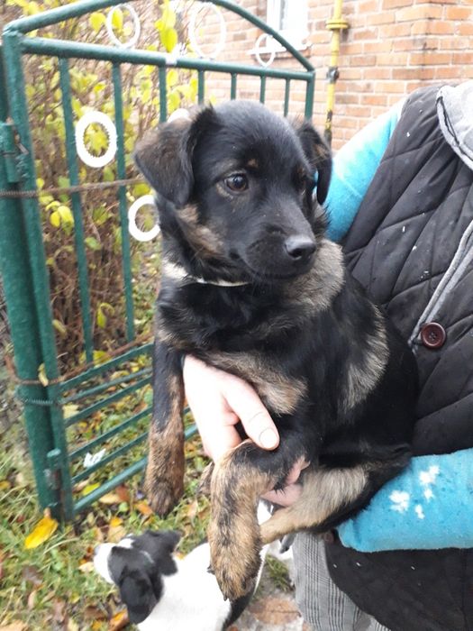 Віддаю в добрі руки