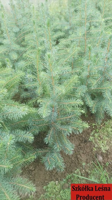 Świerk Serbski sadzonki *Picea omorika* swierk choinki wysylka