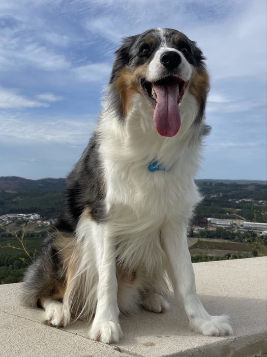 Border Collie  Blue Merle Tricolar( Macho ) (acasalamento )