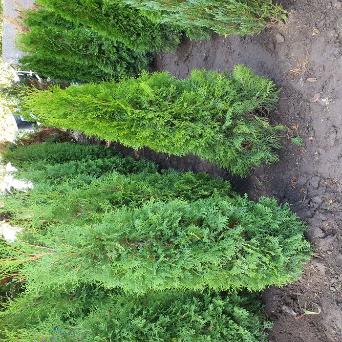 Туя Смарагд, голден смарагд 0,1-4 метра. Доставка в любой город