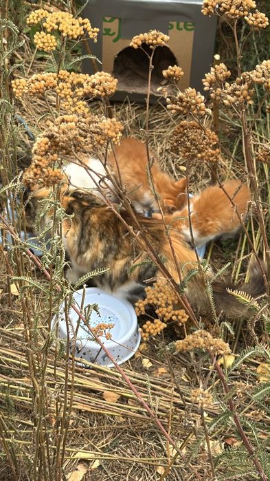 Віддам в добрі руки кошенята