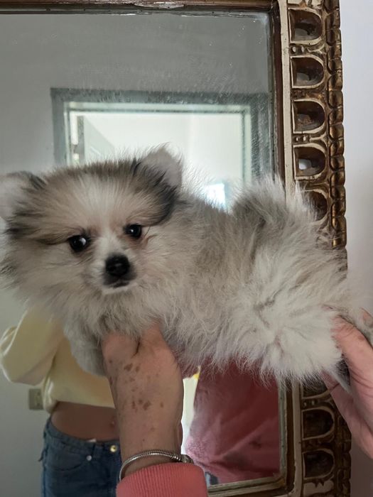 Sptiz  fêmea excelente pequenina