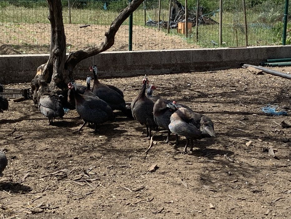 Vendo galinhas fracas