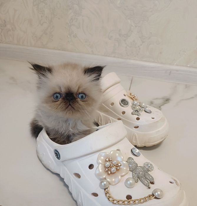 Котята Персидские