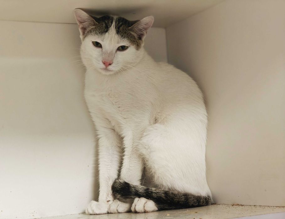 Ясік, 10 міс – лагідний муркотун шукає домівку! кіт кошеня кішка