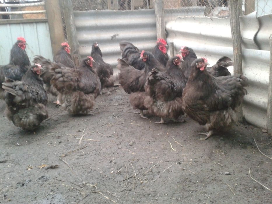 Инкубационное яйцо от кур породы Орпингтон Шоколадный, Шоколад