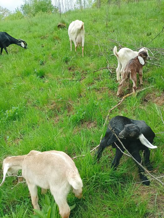 Англонубійські кози