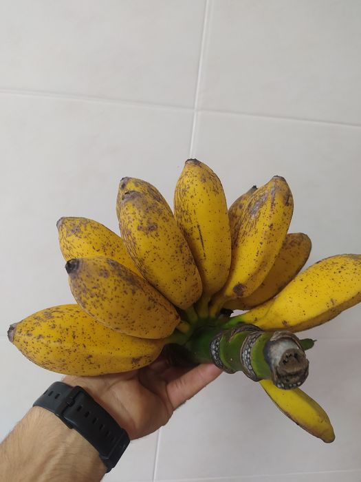 Bananas "Banana Maçã" maduras na bananeira