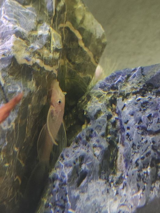 L144 Snow white long fin