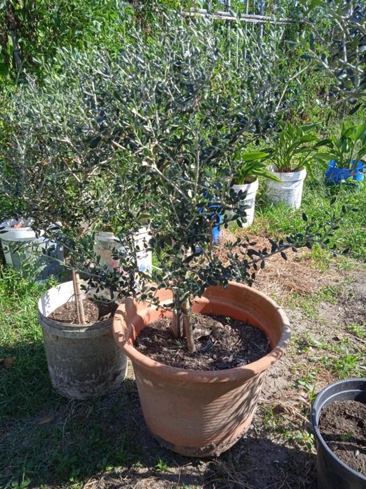 Vendo oliveiras bonitas para jardim