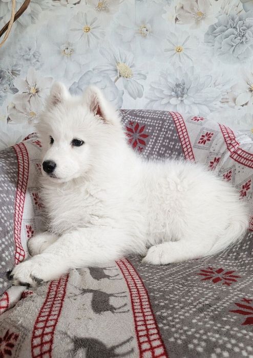 Piesek Samoyed szuka kochającego domku