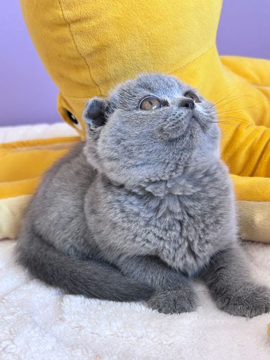 Gatinha Scottish Fold azul