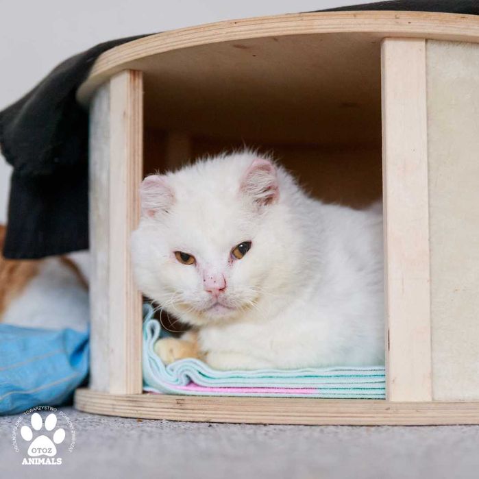 Biały kocurek do adopcji! Poznajcie Śnieżka!