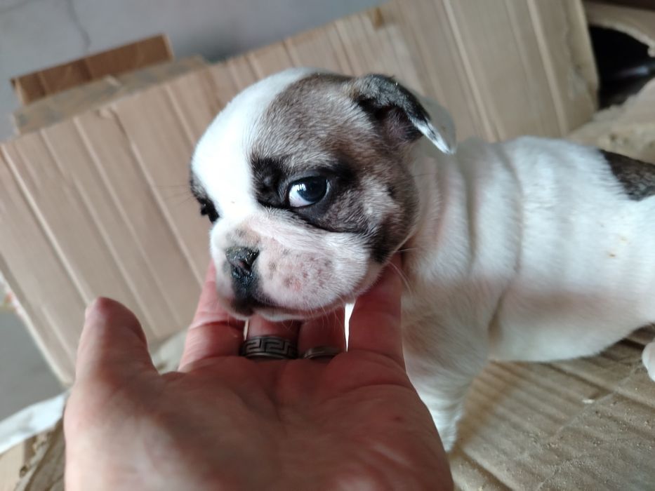 Lindíssima buldogue francês