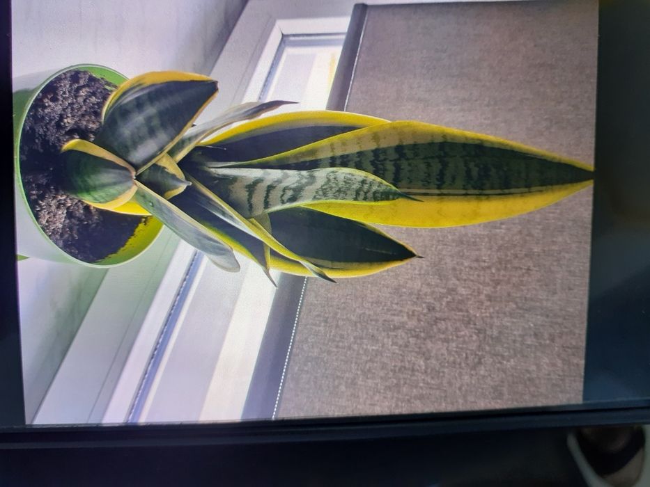 Kwiat sansevieria