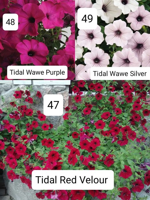 Продам черенок Тайдала, Висты и другой ампельной петунии.