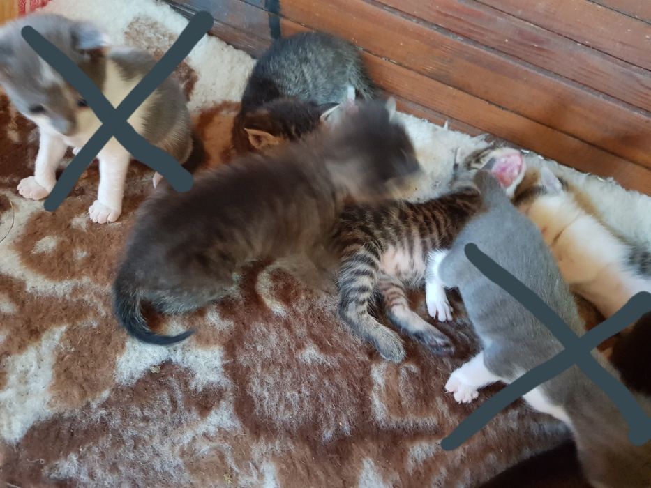 Oddam koty w dobre rece