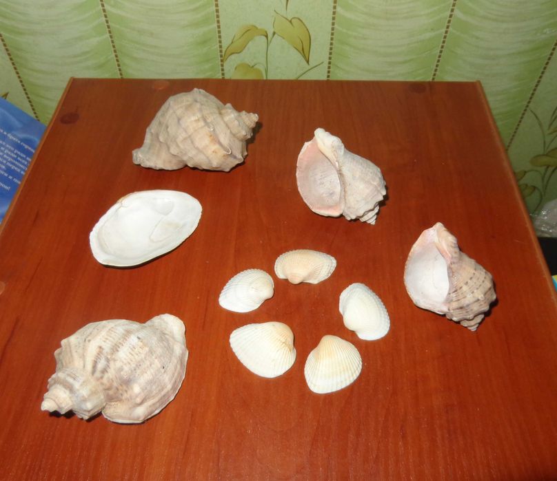 ракушки        разные
