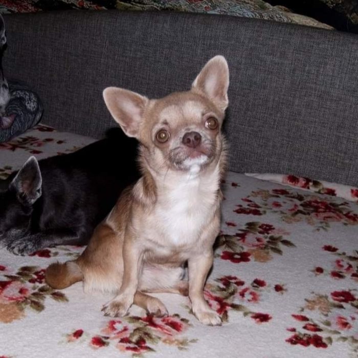 Чихуахуа вязка.За щенка либо по договору